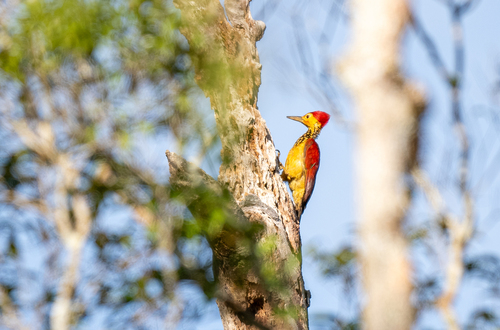 Yellow-faced Flameback (Chrysocolaptes xanthocephalus), photo 2