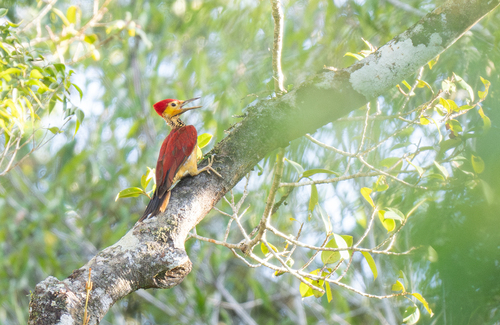 Yellow-faced Flameback (Chrysocolaptes xanthocephalus), photo 3