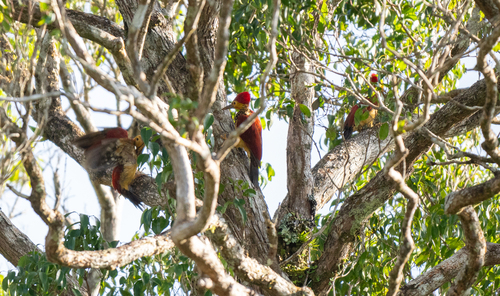 Yellow-faced Flameback (Chrysocolaptes xanthocephalus), photo 8