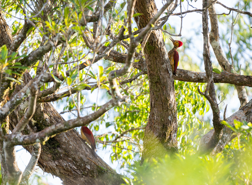 Yellow-faced Flameback (Chrysocolaptes xanthocephalus), photo 7