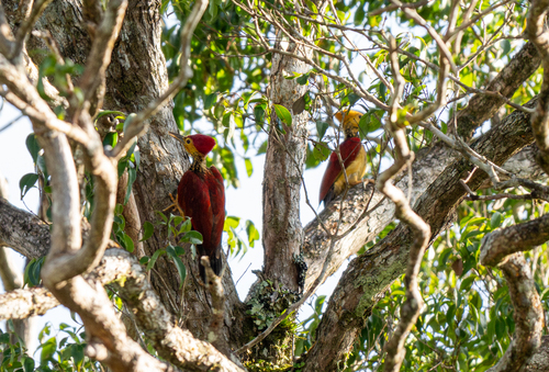 Yellow-faced Flameback (Chrysocolaptes xanthocephalus), photo 9