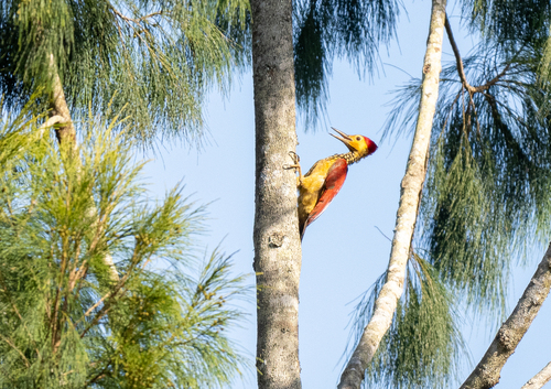 Yellow-faced Flameback (Chrysocolaptes xanthocephalus), photo 10
