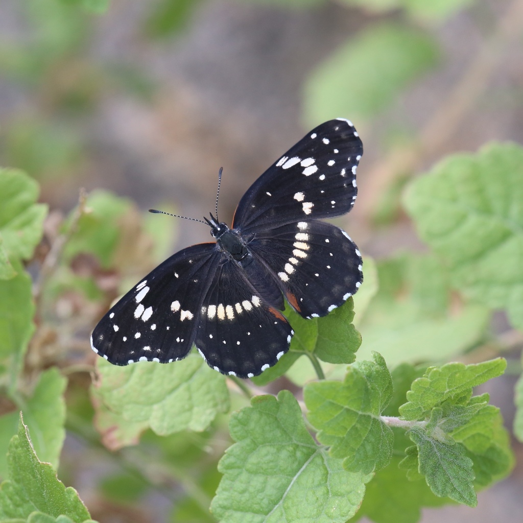 Bordered Patch