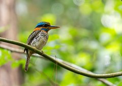 Spotted Wood Kingfisher photo 2