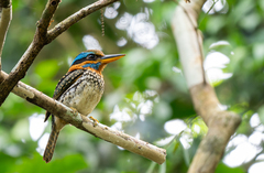 Spotted Wood Kingfisher photo 1