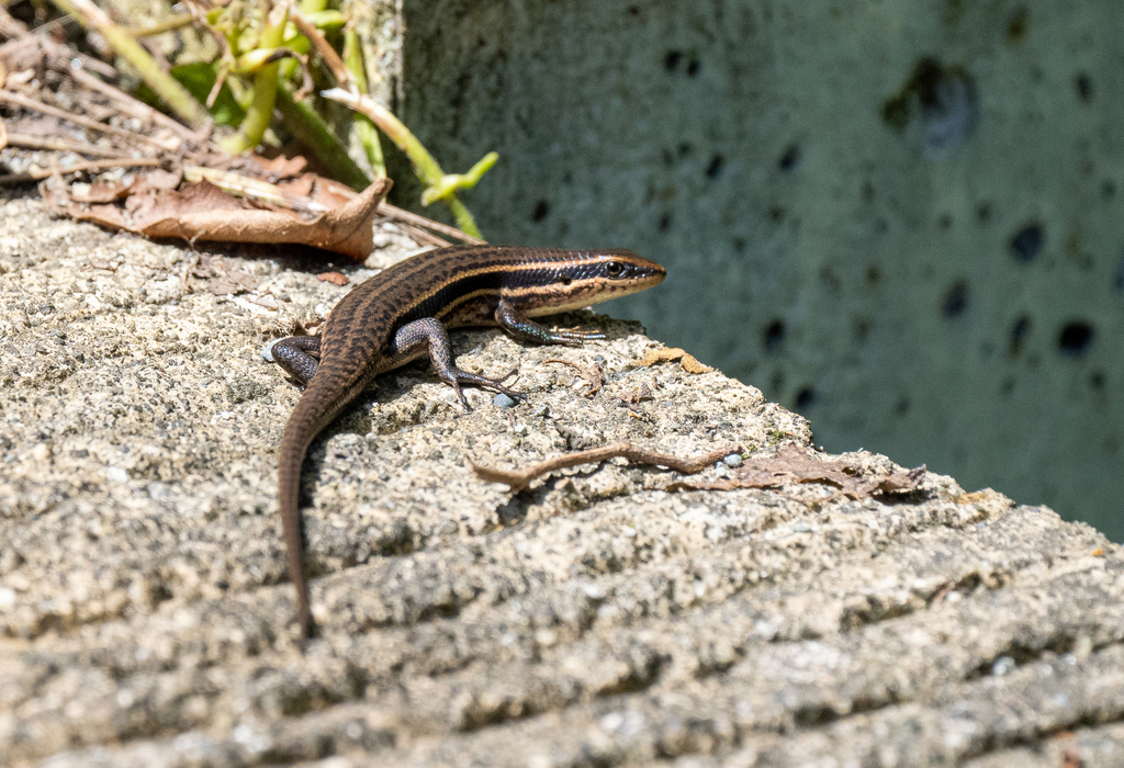 Sibalom Sun Skink