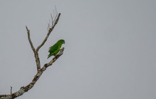 Blue-crowned Racket-tail (Prioniturus discurus), photo 7