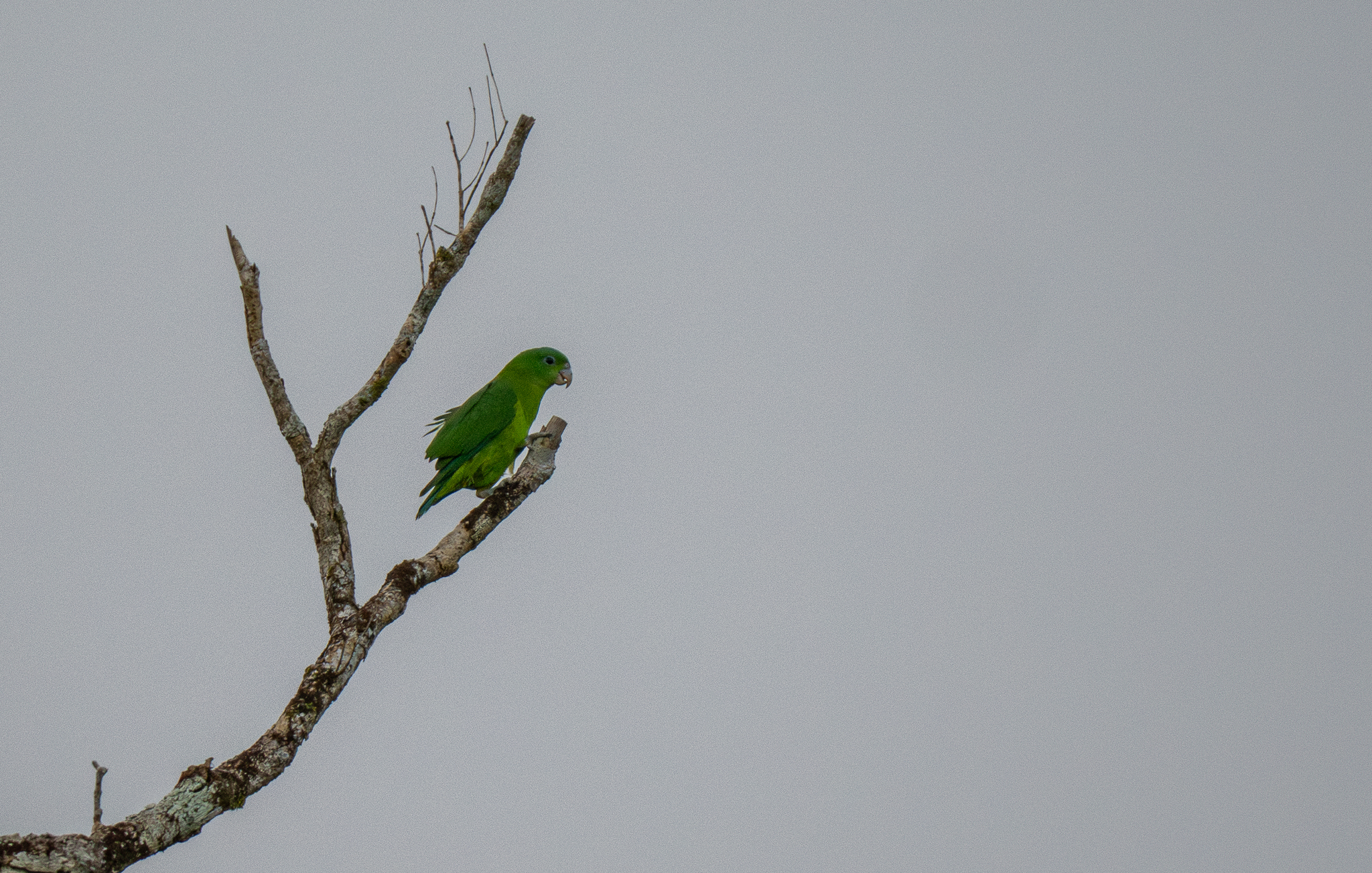 Blue-crowned Racket-tail (Prioniturus discurus), photo 1