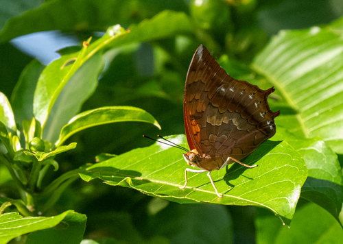 Charaxes amycus