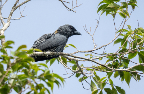 Visayan Cuckooshrike (Coracina panayensis), photo 10