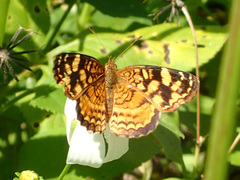 Anthanassa frisia