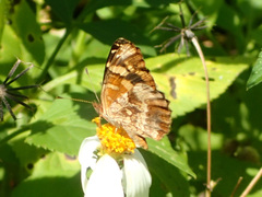 Anthanassa frisia