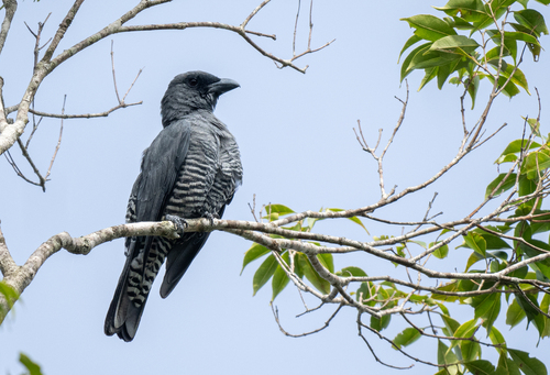 Visayan Cuckooshrike (Coracina panayensis)