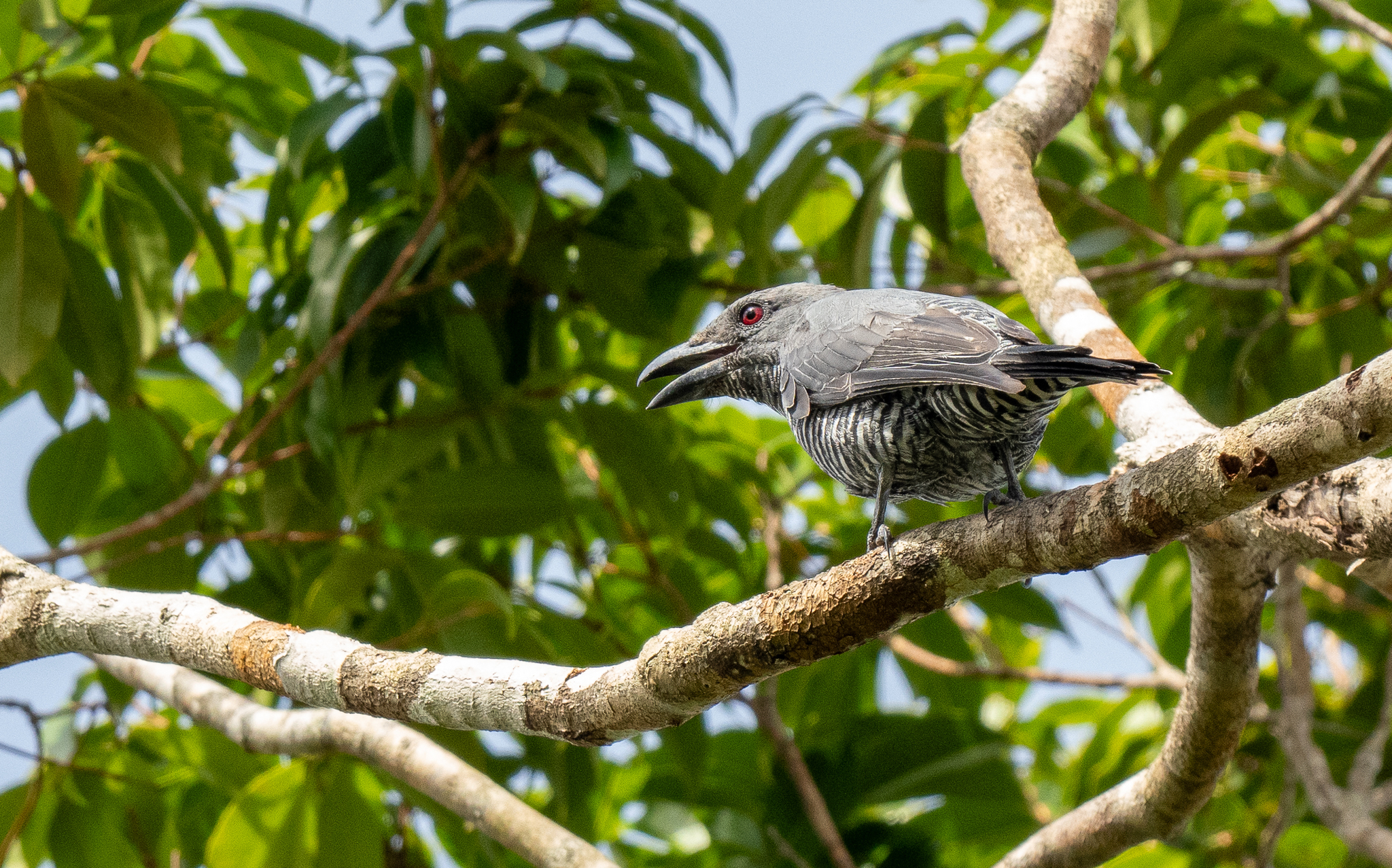 Bar-bellied Cuckooshrike (Coracina striata), photo 10