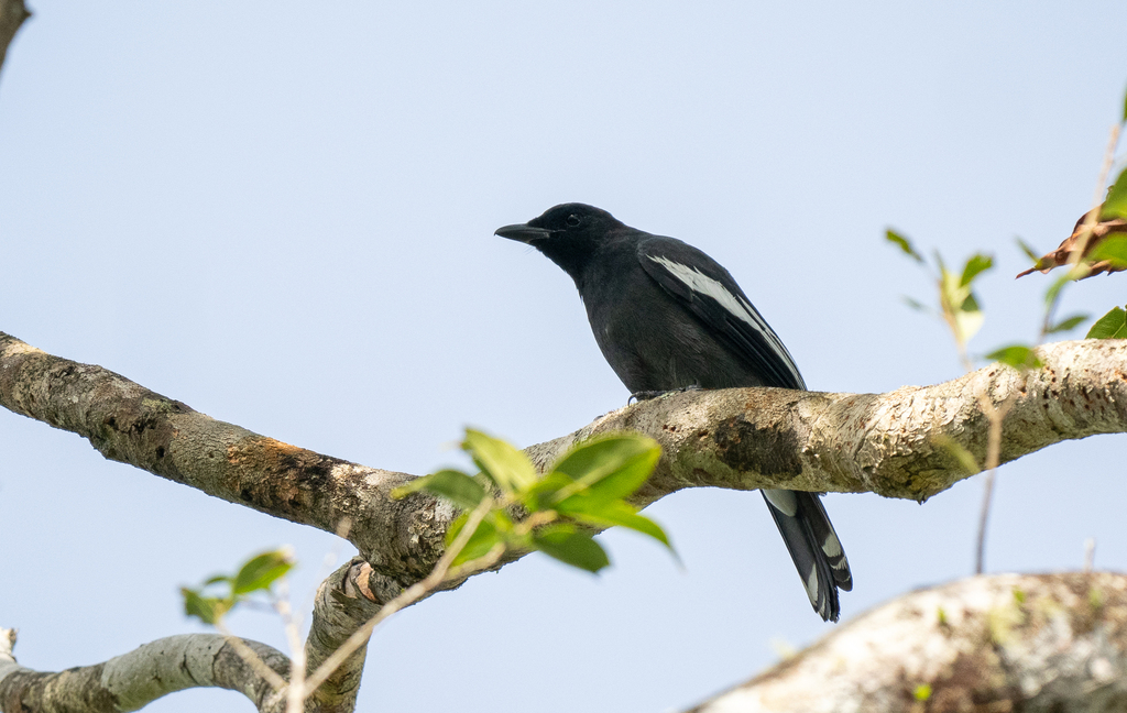 White-winged Cuckooshrike (Edolisoma ostentum) photo