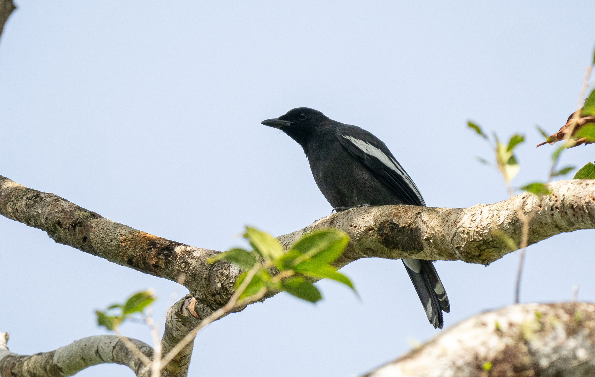 White-winged Cuckooshrike illustration