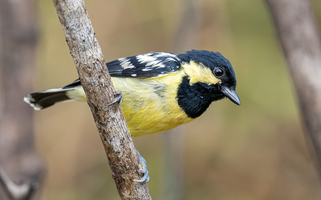 Elegant Tit photo