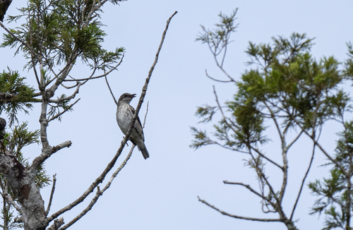 Visayan Rhabdornis (Rhabdornis rabori), photo 7