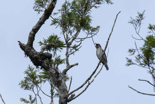 Visayan Rhabdornis (Rhabdornis rabori), photo 7