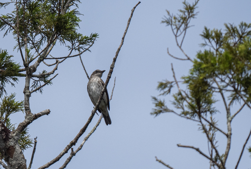 Visayan Rhabdornis (Rhabdornis rabori), photo 8