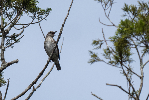 Visayan Rhabdornis (Rhabdornis rabori), photo 1