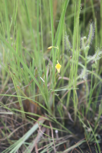 Utricularia micropetala image