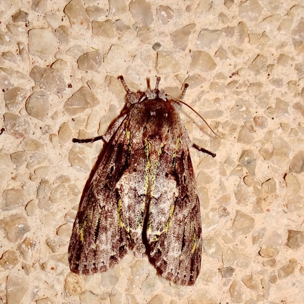 Iscadia mariva