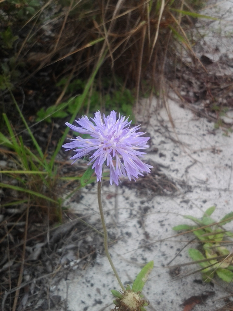 Stilpnopappus