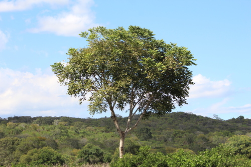 Cedrela odorata