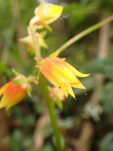 Echeveria bicolor