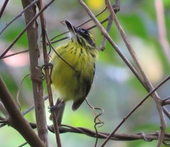 Todirostrum chrysocrotaphum