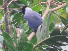 Cyanocorax violaceus