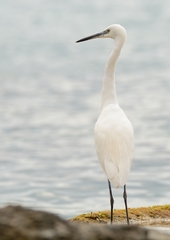 Egretta garzetta