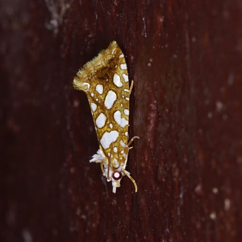 Heppnerographa