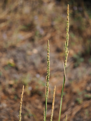 Beckmannia syzigachne
