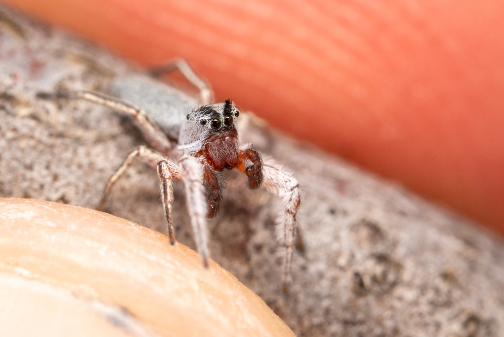 Thick-spined Jumping Spider