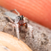 Thick-spined Jumping Spider - Photo (c) Jason Headley, some rights reserved (CC BY-NC), uploaded by Jason Headley