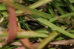 Sphenophorus venatus