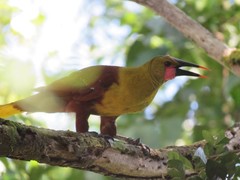 Psarocolius bifasciatus