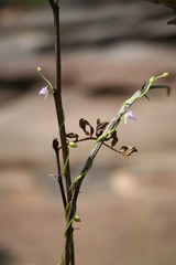 Utricularia foveolata image