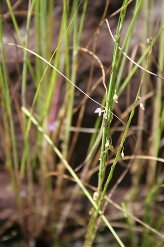 Utricularia foveolata image