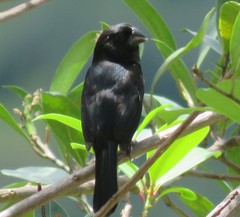 Sporophila angolensis