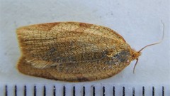 Aphelia alleniana