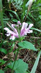 Stachys tubulosa