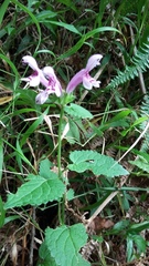 Stachys tubulosa