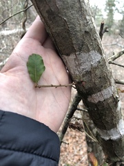Quercus arkansana