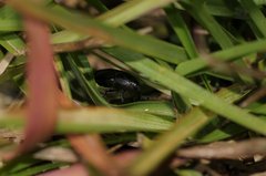 Sphenophorus venatus