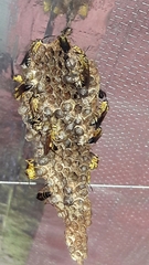 Mischocyttarus cerberus