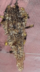 Mischocyttarus cerberus