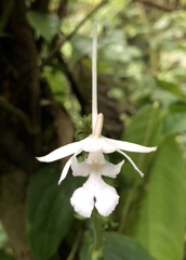 Calanthe